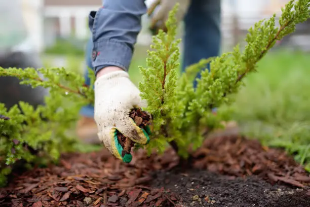 Affordable Mulching in Mission Viejo, CA