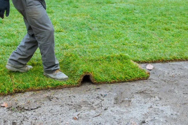 How long after installing sod can you walk on it Mission Viejo, CA