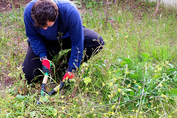 How to clear a yard full of weeds in Mission Viejo, CA