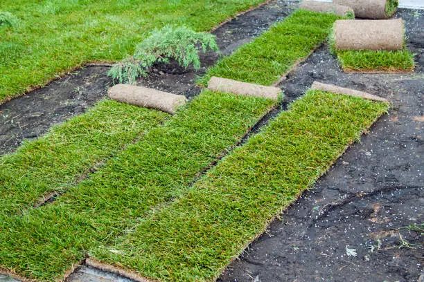 How to lay sod over existing lawn in Mission Viejo, CA