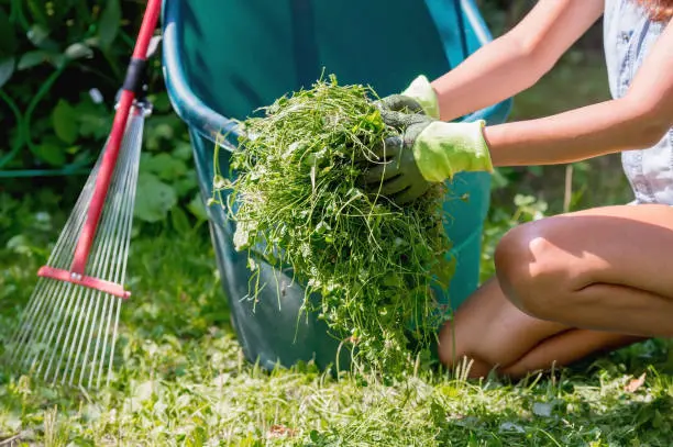 Yard Cleanup Mission Viejo, CA